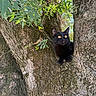Yuko a rejoint le concours — aidez-le/la à gagner de superbes lots ! black_cat, tree, bark, green_leaves, animal, outdoor, nature, pet, mammal, wildlife, curious, alert, feline, climbing, branch, sunlight, daylight, closeup, texture, forest