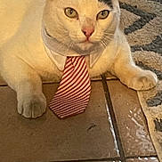 Bill joined the competition — help win amazing prizes! cat, white_cat, black_patch, tie, striped_tie, floor, tile_floor, pet, animal, indoor, cute, feline, resting, closeup, portrait, whiskers, ears, paws, looking_at_camera, domestic_cat