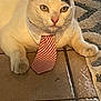cat, white_cat, black_patch, tie, striped_tie, floor, tile_floor, pet, animal, indoor, cute, feline, resting, closeup, portrait, whiskers, ears, paws, looking_at_camera, domestic_cat