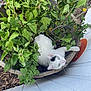 Bill joined the competition — help win amazing prizes! cat, plant, wooden_planter, green_leaves, garden, outdoor, white_fence, mulch, pet, curious, animal, black_spots, relaxing, nature, wood, leafy, sunlight, small_space, cute, feline