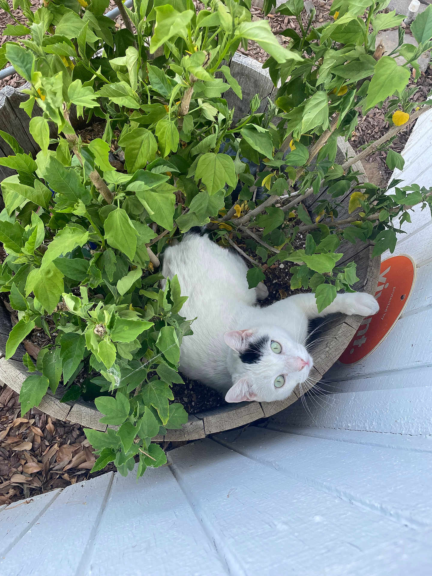 Bill joined the competition — help win amazing prizes! cat, plant, wooden_planter, green_leaves, garden, outdoor, white_fence, mulch, pet, curious, animal, black_spots, relaxing, nature, wood, leafy, sunlight, small_space, cute, feline