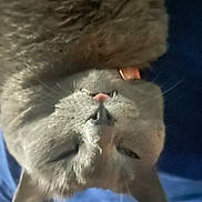 Pop Tart is registered to the contest to win money with this photo: cat, gray_cat, upside_down, close_up, pet, feline, whiskers, pink_nose, collar, fur, sleepy, relaxed, indoor, blue_background, animal, cute, fluffy, mammal, resting, domestic_animal