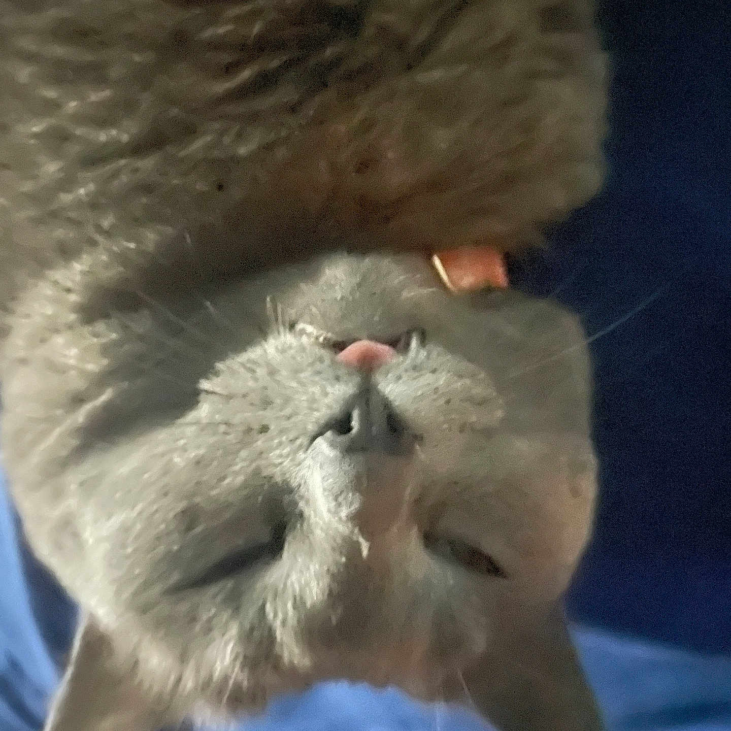Pop Tart is registered to the contest to win money with this photo: cat, gray_cat, upside_down, close_up, pet, feline, whiskers, pink_nose, collar, fur, sleepy, relaxed, indoor, blue_background, animal, cute, fluffy, mammal, resting, domestic_animal
