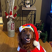 Lady joined the competition — help win amazing prizes! dog, golden_retriever, christmas_hat, holiday_costume, smiling, indoor, wooden_floor, vase, mini_santa_hats, decorations, reindeer_figure, festive, red_clothing, pet, happy, home_decor, christmas, light_bulbs, tongue_out, fur