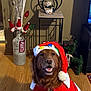 dog, golden_retriever, christmas_hat, holiday_costume, smiling, indoor, wooden_floor, vase, mini_santa_hats, decorations, reindeer_figure, festive, red_clothing, pet, happy, home_decor, christmas, light_bulbs, tongue_out, fur
