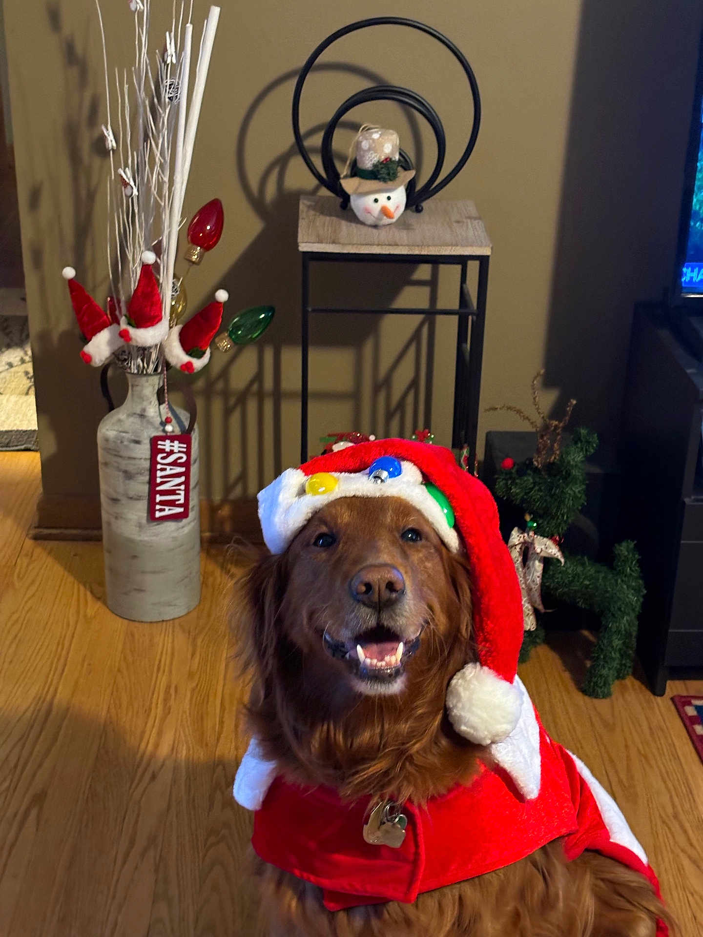 Lady joined the competition — help win amazing prizes! dog, golden_retriever, christmas_hat, holiday_costume, smiling, indoor, wooden_floor, vase, mini_santa_hats, decorations, reindeer_figure, festive, red_clothing, pet, happy, home_decor, christmas, light_bulbs, tongue_out, fur