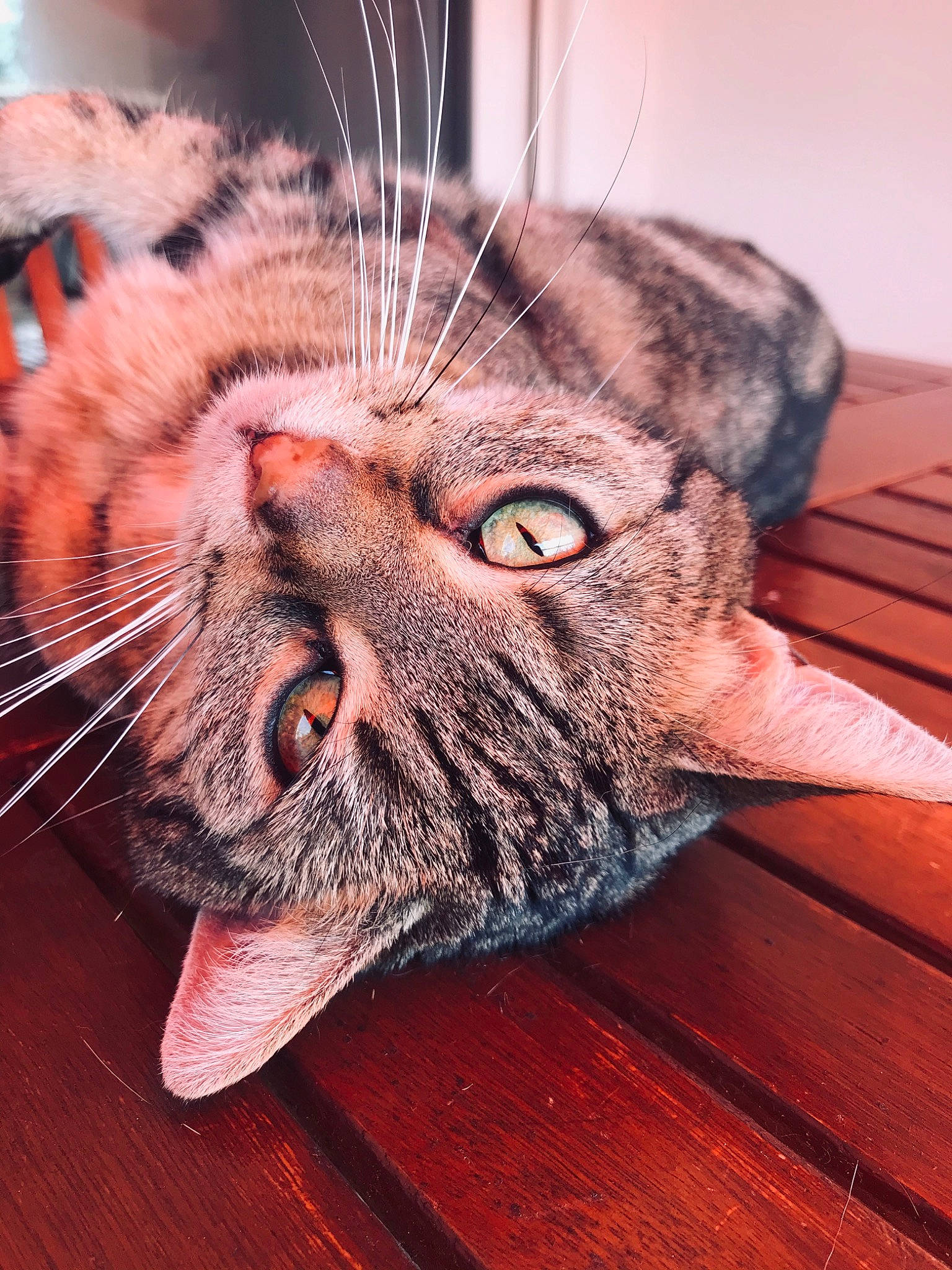 Kira participe au concours pour gagner de l'argent avec cette photo : american_shorthair, carnivore, cat, close_up, european_shorthair, eye, fawn, felidae, fur, mouth, nose, organ, skin, small_to_medium_sized_cats, snout, tabby_cat, whiskers, wrinkle