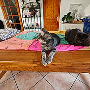 Mickey a rejoint le concours — aidez-le/la à gagner de superbes lots ! animal, artwork, blanket, cat, cats, cozy, decor, door, fur, furniture, houseplant, indoor, living_room, pet, plant, relaxing, resting, table, tile_floor, wooden_table