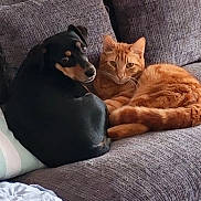 Ulysses a rejoint le concours — aidez-le/la à gagner de superbes lots ! dog, cat, pets, animal, cuddling, companions, black_and_tan, orange_tabby, feline, canine, resting, lying_down, couch, sofa, indoors, home, cozy, friendship, relaxed, portrait