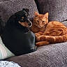 animal, black_and_tan, canine, cat, companions, couch, cozy, cuddling, dog, feline, friendship, home, indoors, lying_down, orange_tabby, pets, portrait, relaxed, resting, sofa