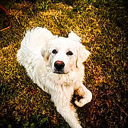 Sandy joined the competition — help win amazing prizes! dog, white_dog, fluffy, long_hair, pet, animal, grass, outdoor, garden, lying_down, curled_paw, portrait, canine, fur, nose, eyes, ears, sunlight, nature, backyard