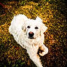 dog, white_dog, fluffy, long_hair, pet, animal, grass, outdoor, garden, lying_down, curled_paw, portrait, canine, fur, nose, eyes, ears, sunlight, nature, backyard