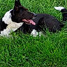 dog, black_and_white, grass, outdoor, tongue_out, happy, nature, pet, animal, canine, ears_up, relaxed, summer, greenery, grass_field, resting, path, rocks, side_view, daylight