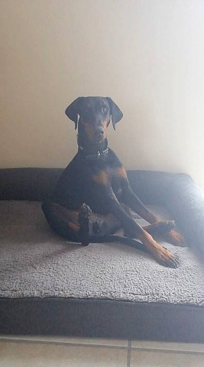 Raph a rejoint le concours — aidez-le/la à gagner de superbes lots ! canidae, carnivore, collar, comfort, companion_dog, dobermann, dog, dog_breed, grey, guard_dog, mammal, non_sporting_group, snout, sporting_group, tail, working_animal, working_dog