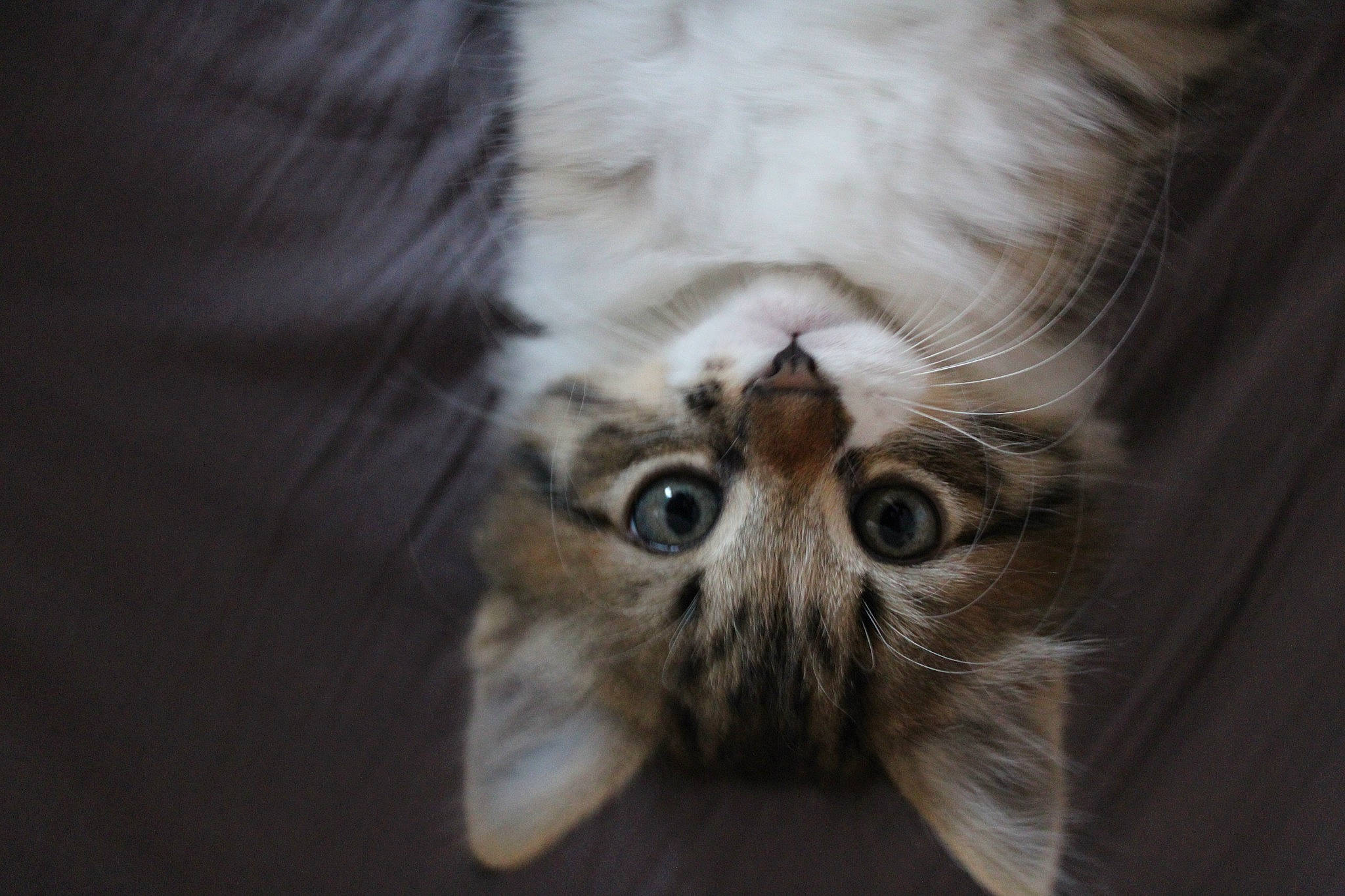 Simba participe au concours pour gagner de l'argent avec cette photo : bird, bird_of_prey, blond, brown, carnivore, cat, fawn, felidae, fur, iris, owl, screech_owl, small_to_medium_sized_cats, snout, terrestrial_animal, whiskers