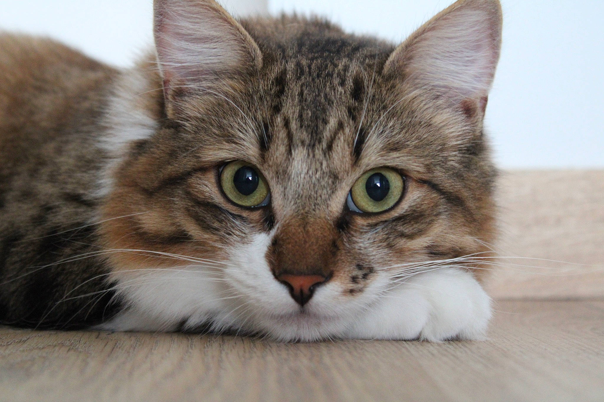 Simba participe au concours pour gagner de l'argent avec cette photo : aegean_cat, american_shorthair, american_wirehair, asian, australian_mist, carnivore, cat, domestic_short_haired_cat, dragon_li, european_shorthair, eye, felidae, kitten, mammal, siberian, small_to_medium_sized_cats, snout, tabby_cat, vertebrate, whiskers