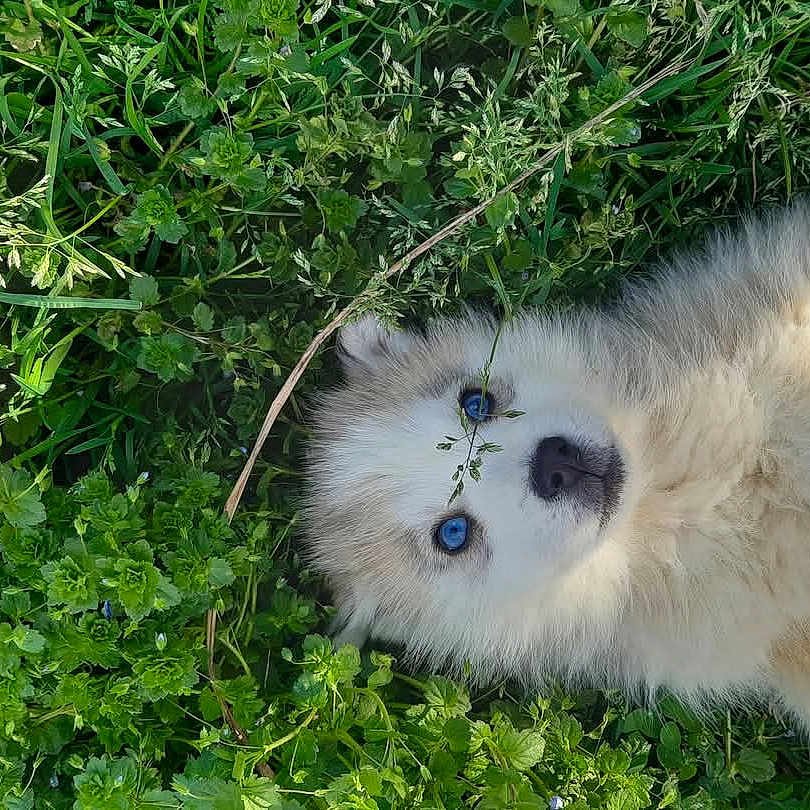 Akya participe au concours pour gagner de l'argent avec cette photo : animal, canine, cat, dog, eskimodog, field, grass, grassland, green, herbal, herbs, husky, kitten, nature, outdoors, pet, plant, puppy, vegetation, whitedog