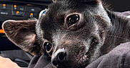 Aston participe au concours pour gagner de l'argent avec cette photo : dog, black_dog, pet, close_up, car_interior, resting, curious, ears, eyes, snout, fur, animal, companion, cozy, portrait, young_dog, indoors, human_hand, clothing, casual