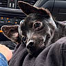 dog, black_dog, pet, close_up, car_interior, resting, curious, ears, eyes, snout, fur, animal, companion, cozy, portrait, young_dog, indoors, human_hand, clothing, casual