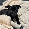 Aston participe au concours pour gagner de l'argent avec cette photo : puppy, dog, black_dog, blanket, cozy, cute, pet, animal, fur, small, young, indoor, closeup, soft, resting, looking, adorable, comfort, bed, curious