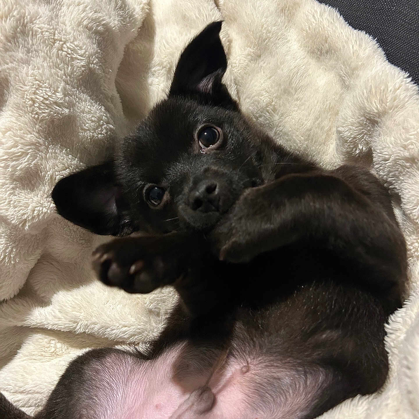 Aston a rejoint le concours — aidez-le/la à gagner de superbes lots ! puppy, dog, black_dog, pet, cute, fluffy_blanket, indoor, lying_down, young_dog, fur, animal, playful, cozy, comfort, looking_at_camera, small_dog, ears, paw, blanket, resting