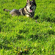 Vargö a rejoint le concours — aidez-le/la à gagner de superbes lots ! dog, grass, outdoor, animal, canine, nature, field, sunlight, pet, tongue_out, happy, ears_up, meadow, greenery, relaxing, mammal, summer, daylight, forest_background, lying_down