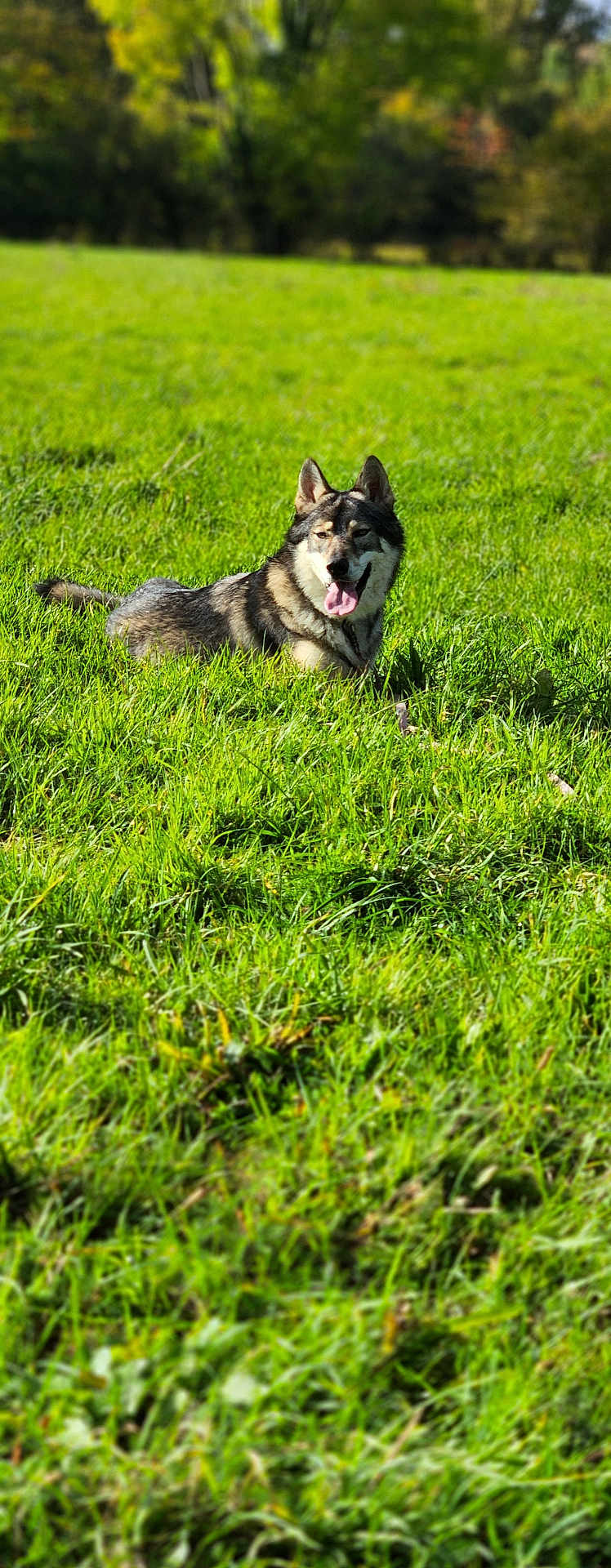 Vargö a rejoint le concours — aidez-le/la à gagner de superbes lots ! dog, grass, outdoor, animal, canine, nature, field, sunlight, pet, tongue_out, happy, ears_up, meadow, greenery, relaxing, mammal, summer, daylight, forest_background, lying_down