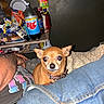 dog, chihuahua, small_dog, brown_dog, pet, blanket, person, jeans, shirt, snacks, bottle, table, indoor, clutter, condiments, plastic_bottle, food, casual, home, cozy