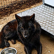 Atlas a rejoint le concours — aidez-le/la à gagner de superbes lots ! animal, black_dog, companion, dirt, dog, ears, fence, fur, guard, intense_eyes, looking, lying_down, metal_bowl, metal_platform, nose, outdoor, paws, pet, resting, water_bowl