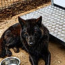 black_dog, dog, animal, pet, water_bowl, metal_bowl, fence, outdoor, dirt, lying_down, fur, ears, nose, paws, looking, resting, metal_platform, intense_eyes, guard, companion