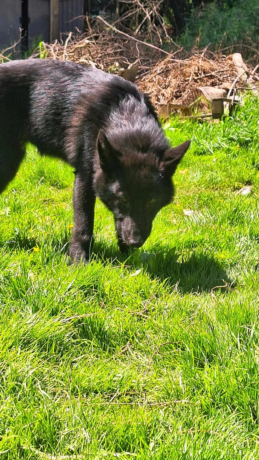 Atlas participe au concours pour gagner de l'argent avec cette photo : dog, black_dog, grass, outdoor, sunlight, sniffing, canine, animal, nature, greenery, pet, yard, daylight, fur, ears, shadow, garden, branches, background, curious