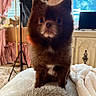 Mr Pebbles joined the competition — help win amazing prizes! animal, bed, blanket, brown, cozy, curtains, dog, ears, eyes, face, fluffy, furniture, indoor, nose, pet, portrait, sitting, soft, vintage, window