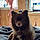 Mr Pebbles