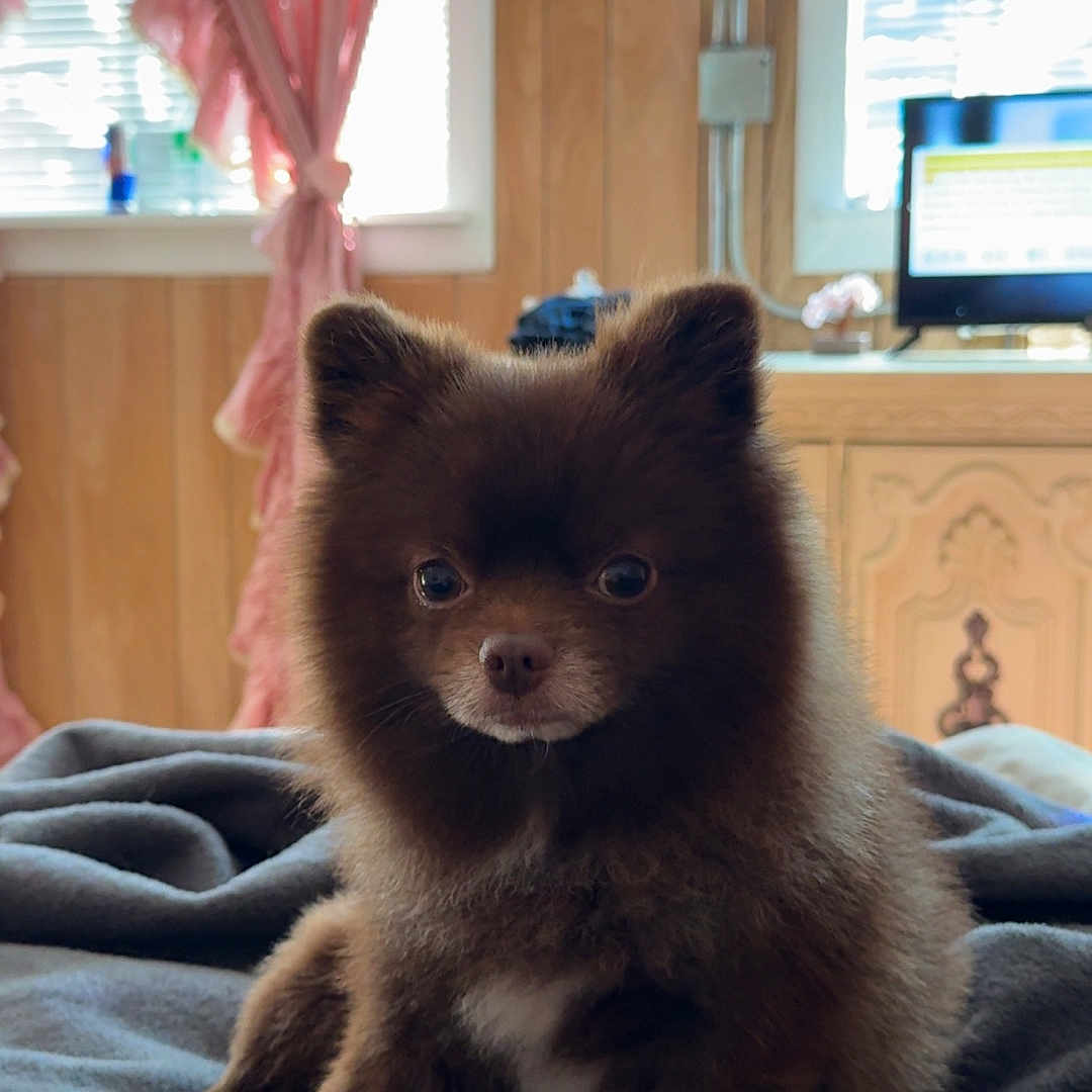 Mr Pebbles