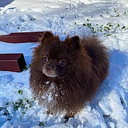 Mr Pebbles joined the competition — help win amazing prizes! animal, backyard, brown, canine, cold, curious, daylight, dog, fence, fluffy, fur, grass, nature, outdoor, pet, playful, pomeranian, small_dog, snow, winter