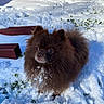 animal, backyard, brown, canine, cold, curious, daylight, dog, fence, fluffy, fur, grass, nature, outdoor, pet, playful, pomeranian, small_dog, snow, winter