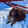 Mr Pebbles joined the competition — help win amazing prizes! animal, canine, cold, cute, daylight, dog, fence, fluffy, fur, ground, happy, nature, outdoor, pet, playful, small_dog, snow, snowy, tongue_out, winter