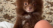 Mr Pebbles joined the competition — help win amazing prizes! animal, brown_fur, carpet, companion, cute, dog, eyes, fluffy, fur, human, indoor, legs, looking_up, nose, paws, pet, pomeranian, puppy, small_dog, white_blanket