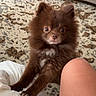 animal, brown_fur, carpet, companion, cute, dog, eyes, fluffy, fur, human, indoor, legs, looking_up, nose, paws, pet, pomeranian, puppy, small_dog, white_blanket