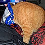 animal, bed, black_blanket, blanket, cat, cozy, curious, furniture, home, indoor, max, netflix, orange_cat, pet, prime_video, red_blanket, snack_bag, streaming_apps, tabby, television
