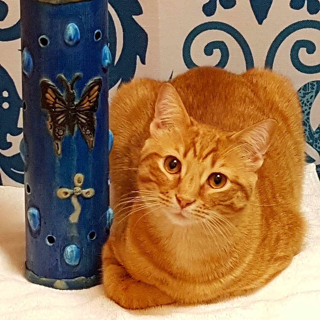 Morse is registered to the contest to win money with this photo: animal, blue, butterfly, cat, ceramic, closeup, cozy, curled_up, decorative_object, feline, ginger_cat, home, indoor, patterned_wall, pet, portrait, relaxed, table, towel, white