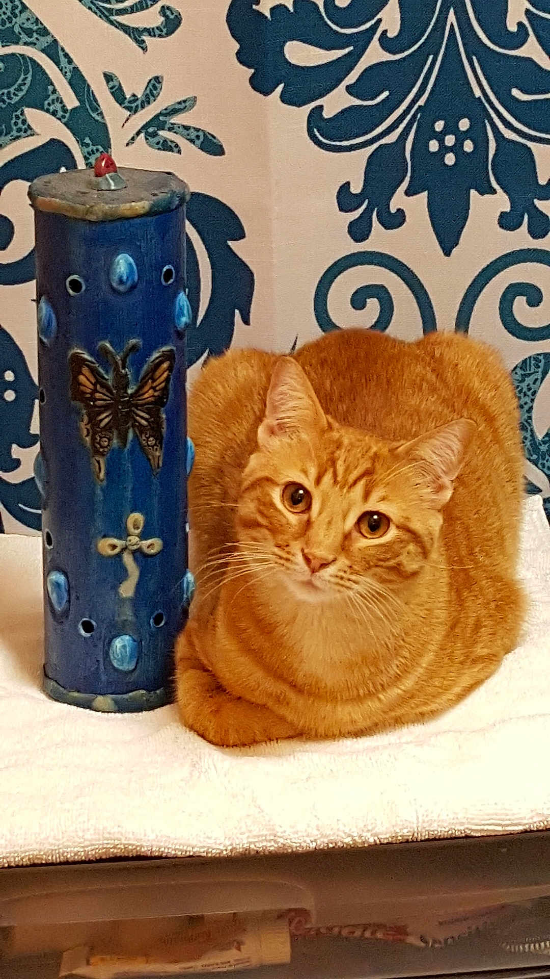 Morse is registered to the contest to win money with this photo: animal, blue, butterfly, cat, ceramic, closeup, cozy, curled_up, decorative_object, feline, ginger_cat, home, indoor, patterned_wall, pet, portrait, relaxed, table, towel, white