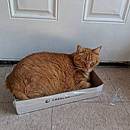 Morse is registered to the contest to win money with this photo: animal, cardboard_box, cat, cozy, cute, domestic_animal, door, feline, floor, fur, indoor, orange_cat, pet, relaxed, resting, sleepy, small_box, tabby_cat, tail, whiskers
