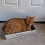 animal, cardboard_box, cat, cozy, cute, domestic_animal, door, feline, floor, fur, indoor, orange_cat, pet, relaxed, resting, sleepy, small_box, tabby_cat, tail, whiskers