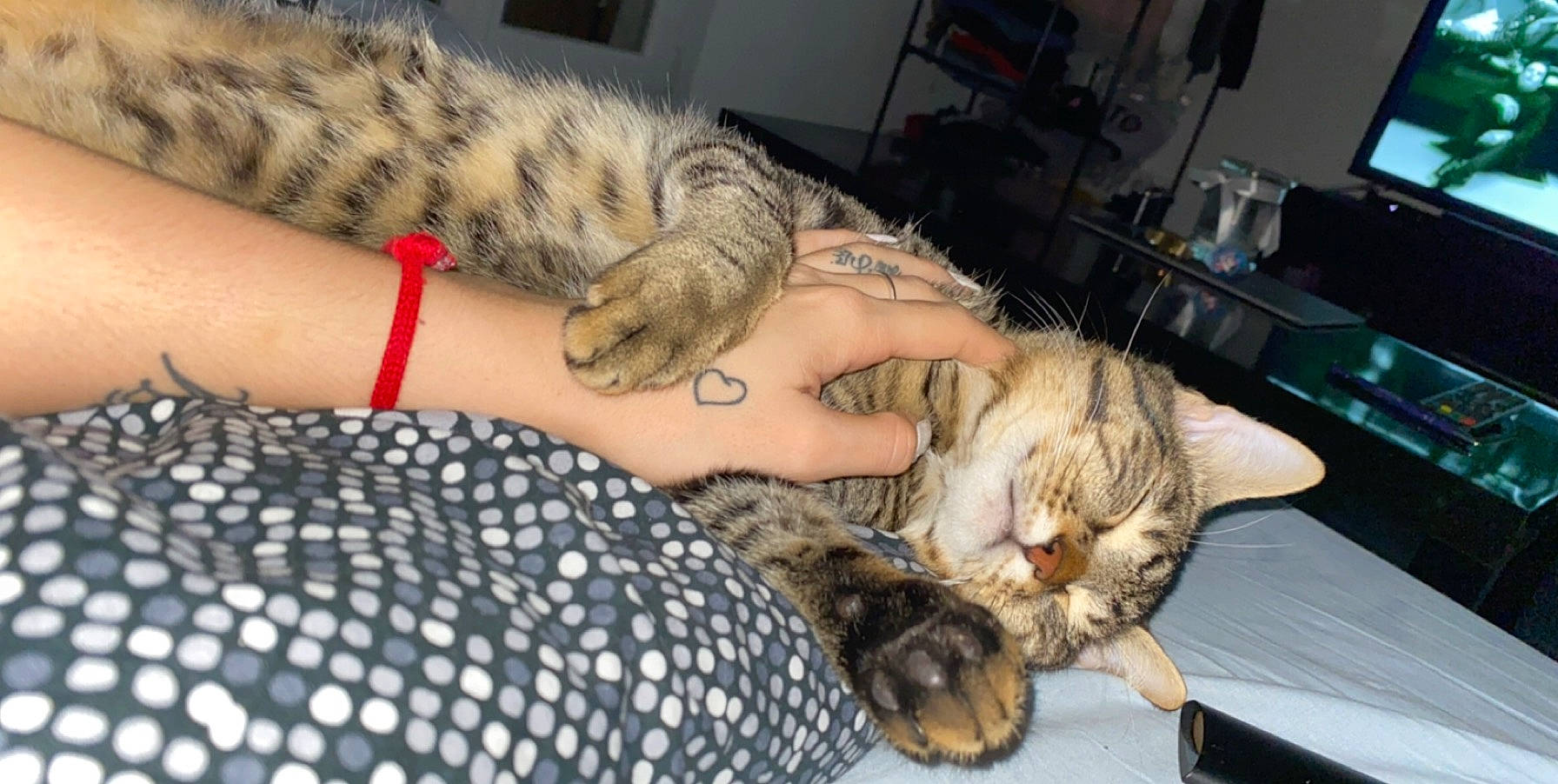 Gandja a rejoint le concours — aidez-le/la à gagner de superbes lots ! american_curl, american_shorthair, asian, bengal, carnivore, cat, domestic_short_haired_cat, dragon_li, egyptian_mau, european_shorthair, felidae, kitten, mammal, ocicat, oriental_longhair, pixie_bob, savannah, small_to_medium_sized_cats, tabby_cat, whiskers