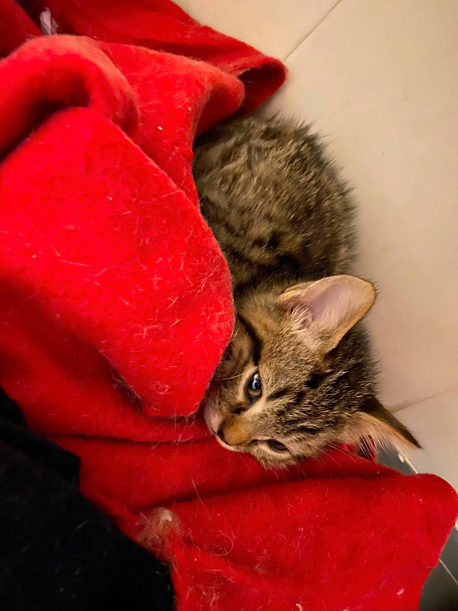 Nano participe au concours pour gagner de l'argent avec cette photo : american_shorthair, asian, california_spangled, carnivore, cat, claw, domestic_short_haired_cat, dragon_li, european_shorthair, felidae, fur, kitten, mammal, organism, pixie_bob, red, small_to_medium_sized_cats, snout, tabby_cat, whiskers