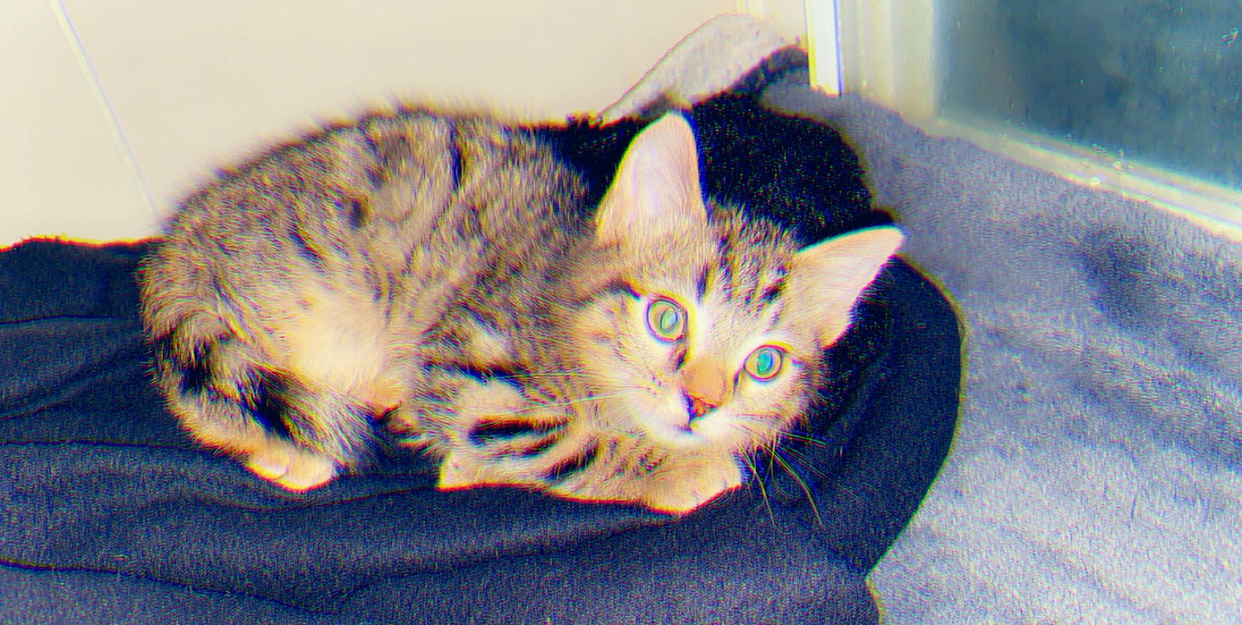 Nano participe au concours pour gagner de l'argent avec cette photo : aegean_cat, american_wirehair, asian, australian_mist, california_spangled, carnivore, cat, domestic_short_haired_cat, dragon_li, european_shorthair, felidae, fur, german_rex, kitten, mammal, ocicat, small_to_medium_sized_cats, tabby_cat, toyger, whiskers