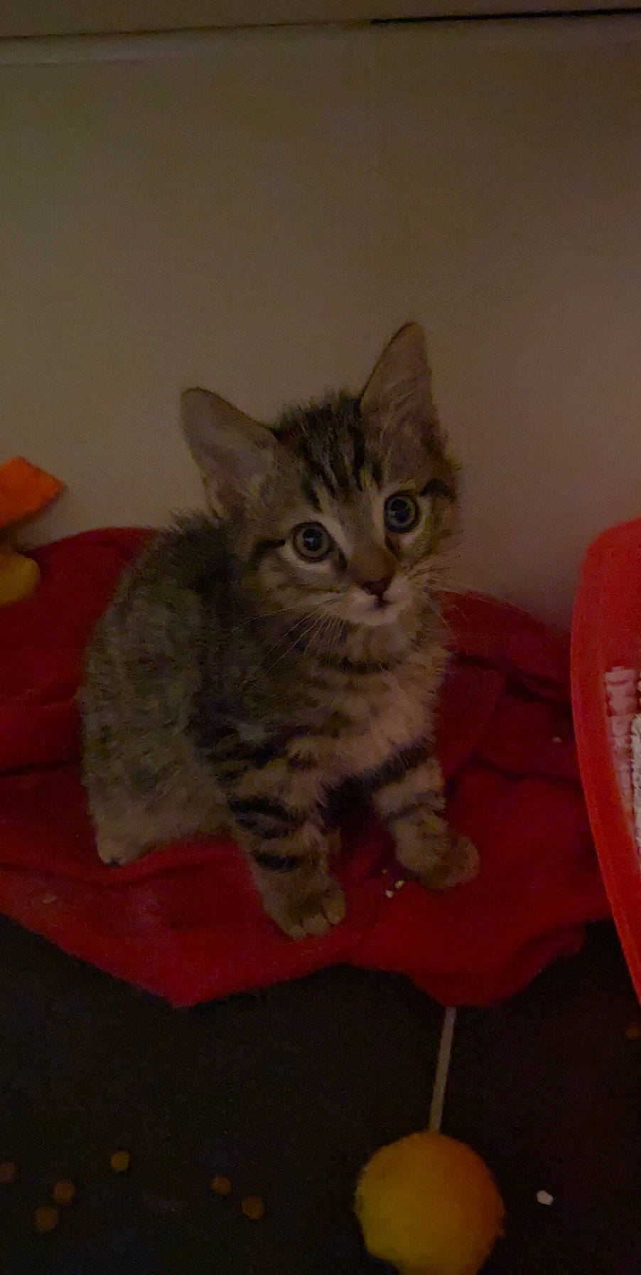 Nano a rejoint le concours — aidez-le/la à gagner de superbes lots ! american_shorthair, asian, australian_mist, california_spangled, carnivore, cat, domestic_short_haired_cat, dragon_li, egyptian_mau, european_shorthair, felidae, kitten, mammal, ocicat, pixie_bob, polydactyl_cat, small_to_medium_sized_cats, tabby_cat, vertebrate, whiskers