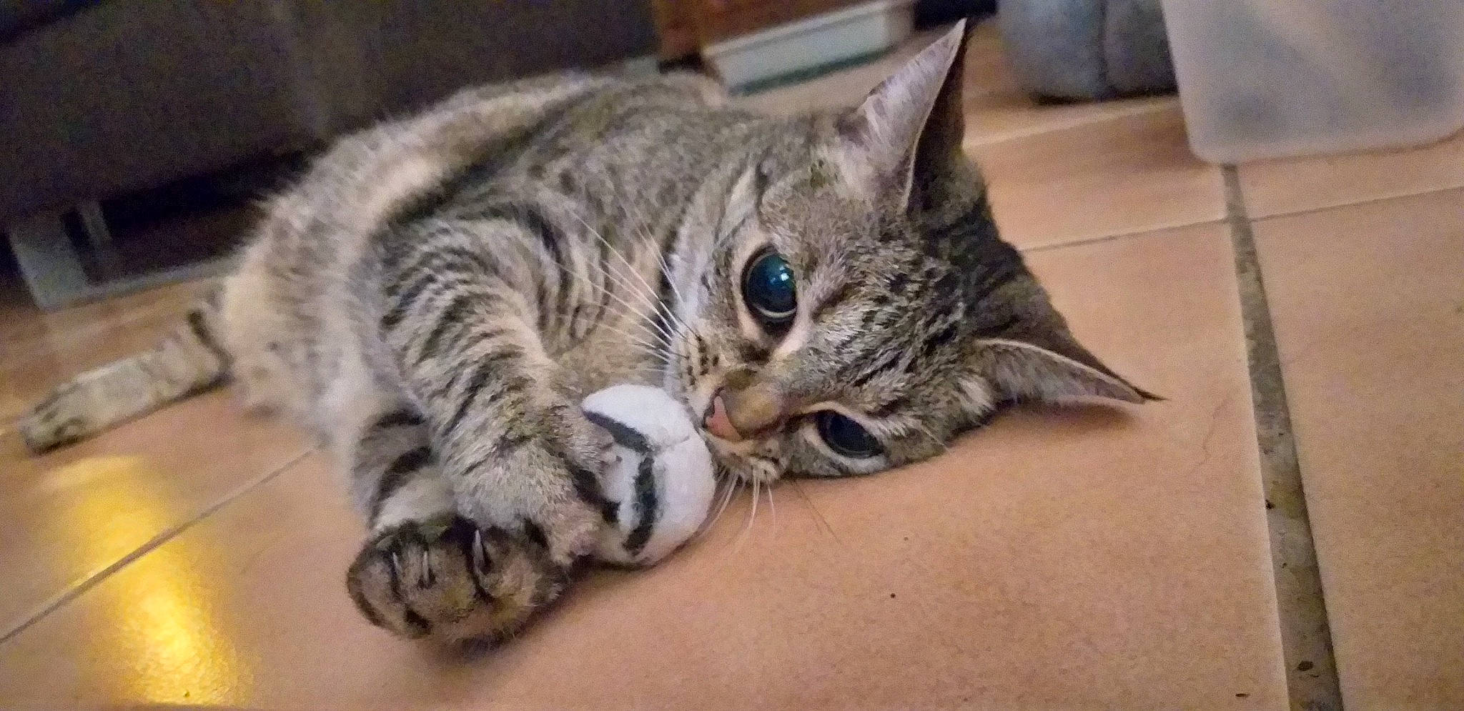 Châtaigne a rejoint le concours — aidez-le/la à gagner de superbes lots ! carnivore, cat, claw, domestic_short_haired_cat, felidae, fur, paw, small_to_medium_sized_cats, snout, terrestrial_animal, whiskers