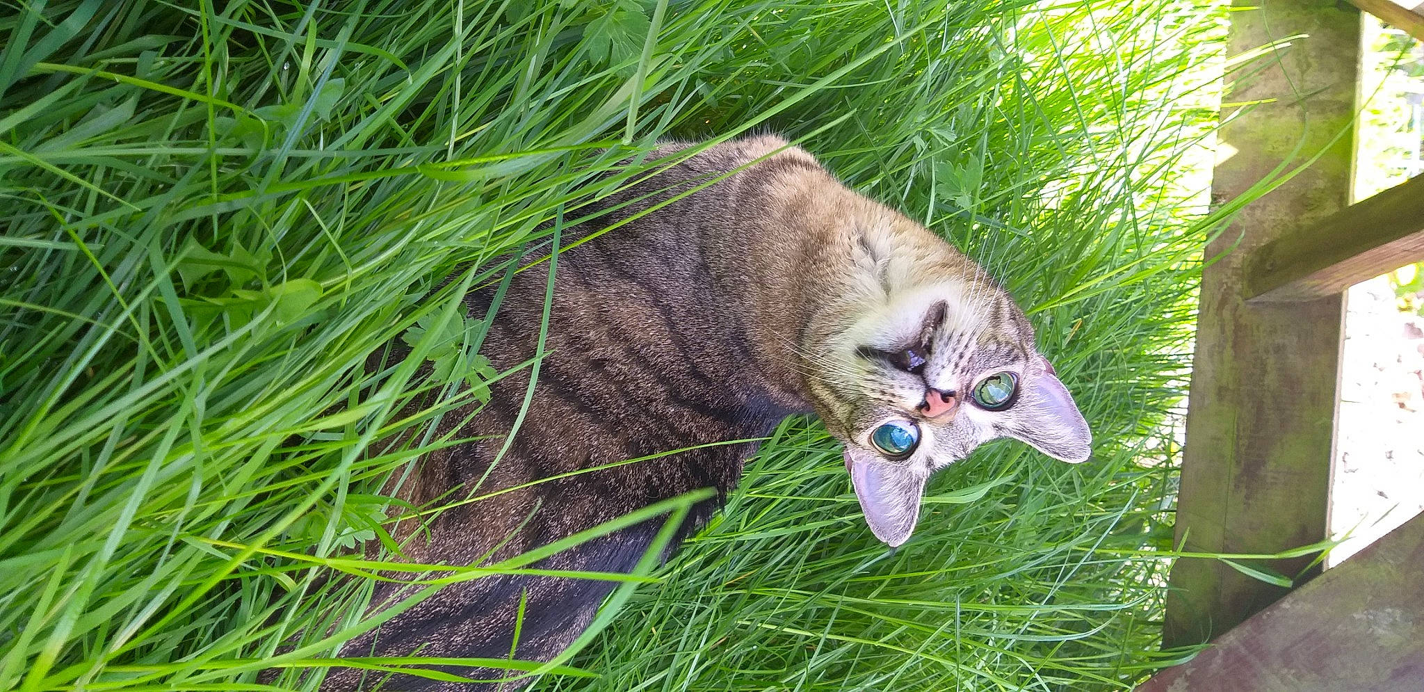 Châtaigne participe au concours pour gagner de l'argent avec cette photo : canidae, carnivore, cat, domestic_short_haired_cat, fawn, felidae, fur, grass, grass_family, grassland, groundcover, plant, small_to_medium_sized_cats, snout, sporting_group, tail, terrestrial_animal, tree, whiskers, wood
